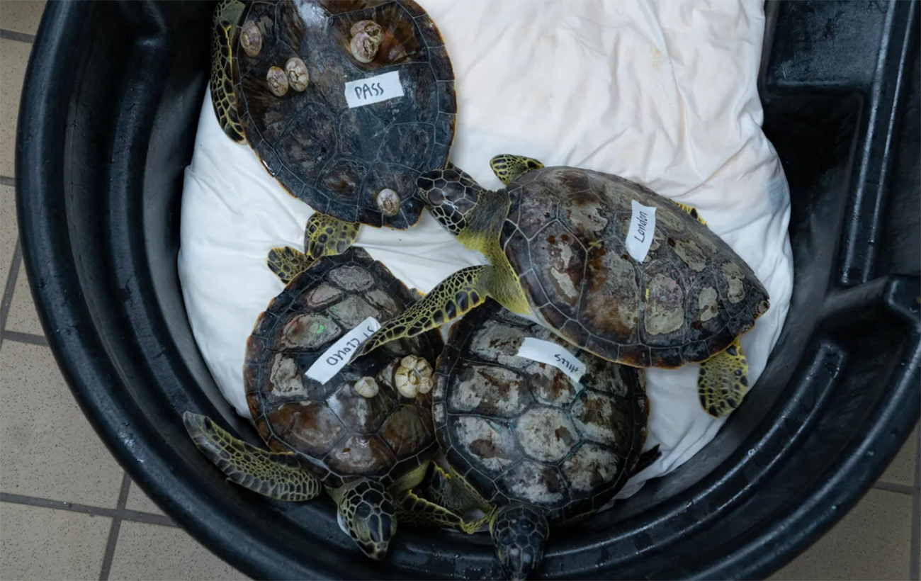 Cold-shocked sea turtles get rehabilitated in Florida aquariums